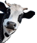 Kuh